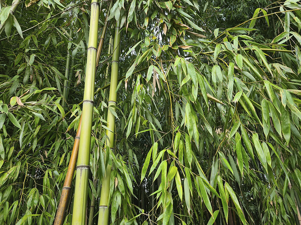Бамбук, фото автора