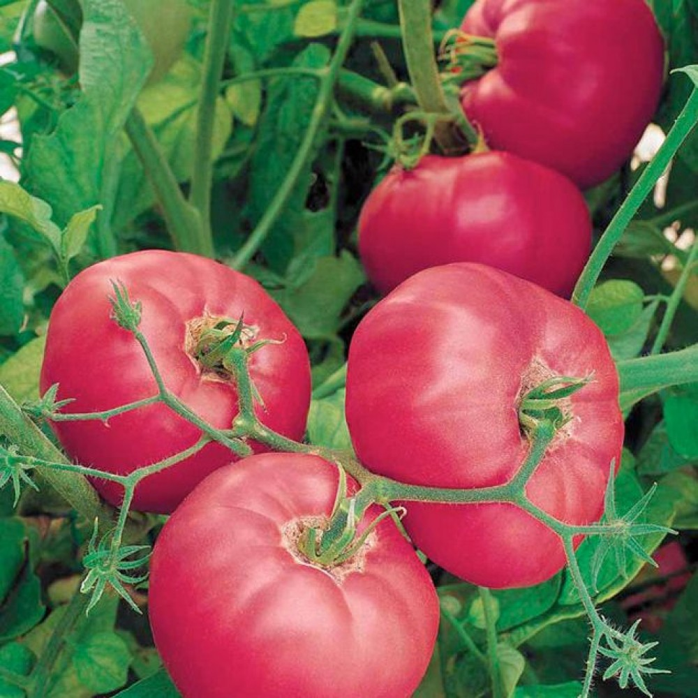 Добрыня Никитич, но не точно