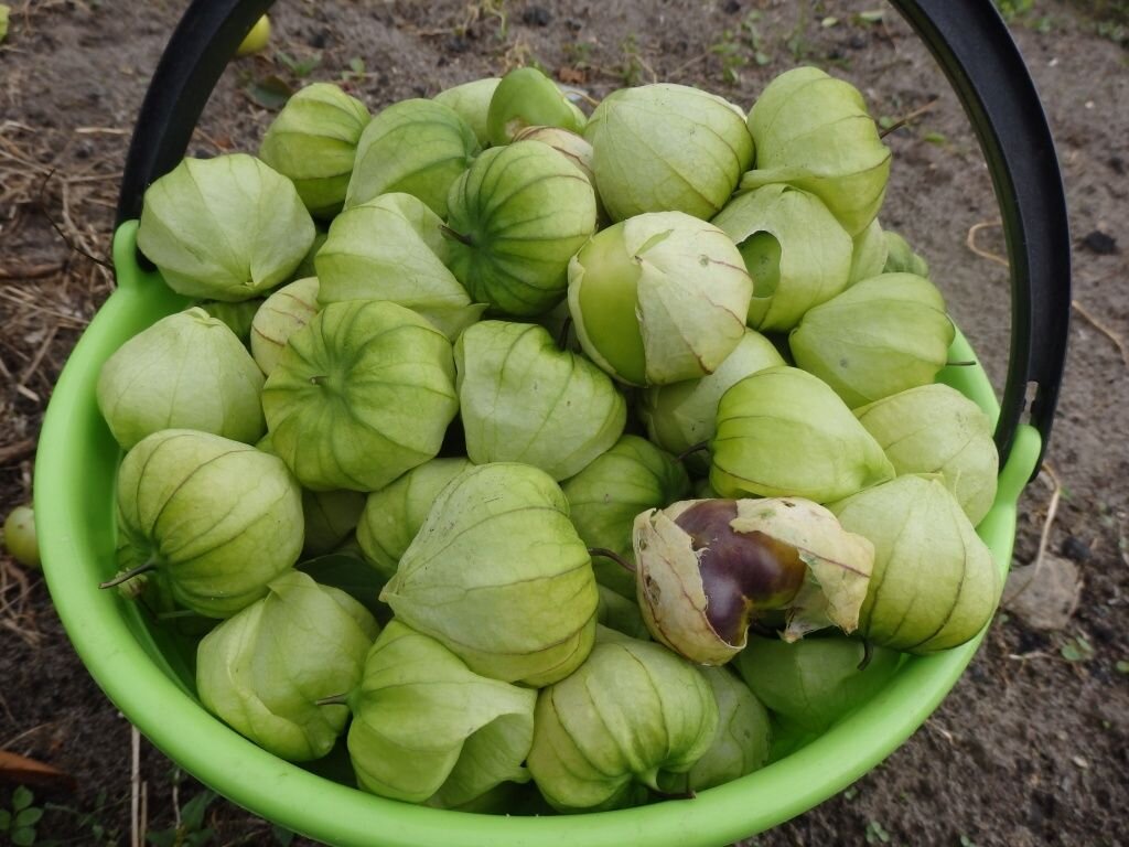 Помидорка со вкусом земляники. Выращиваем физалис в домашних условиях |  Ваше хозяйство | Дзен