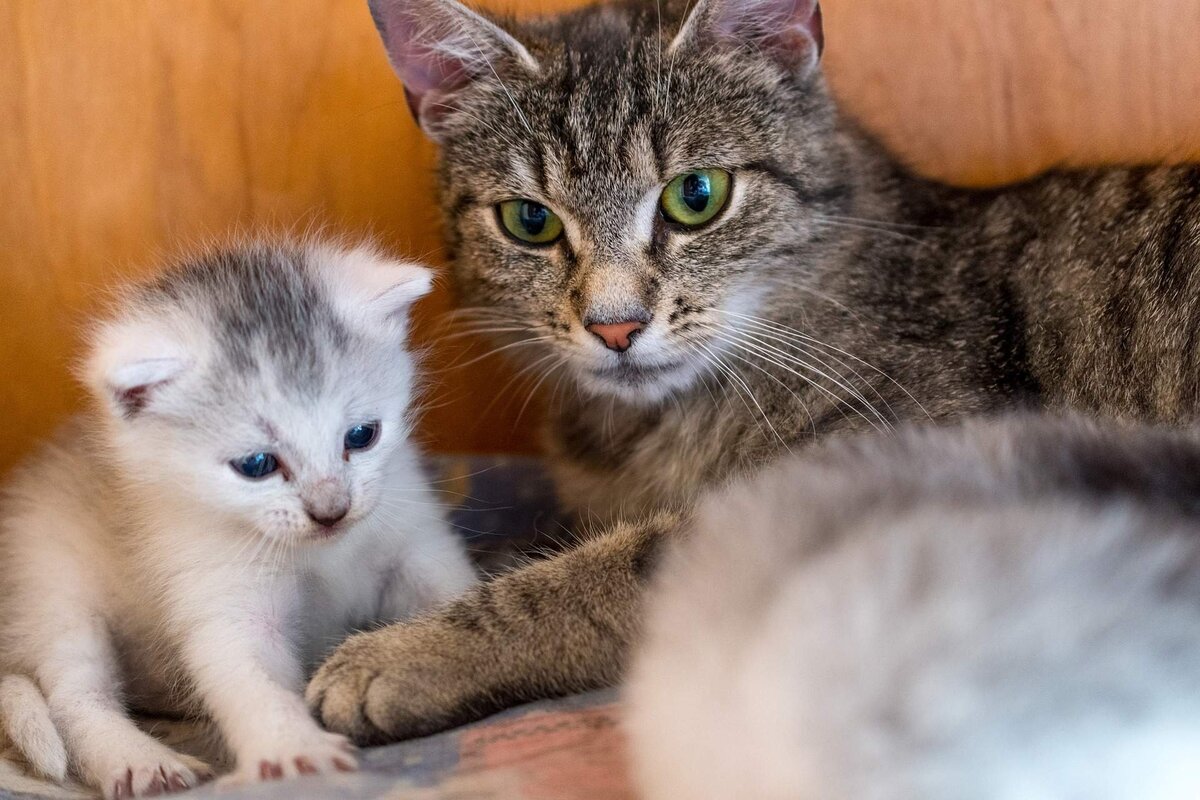 картинки домашних котят