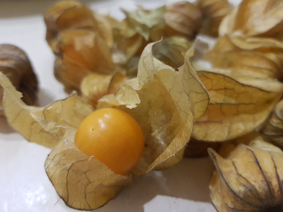 Ягодный физалис