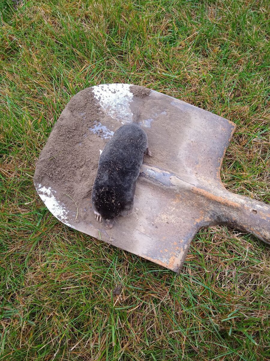 Поймал крота лопатой