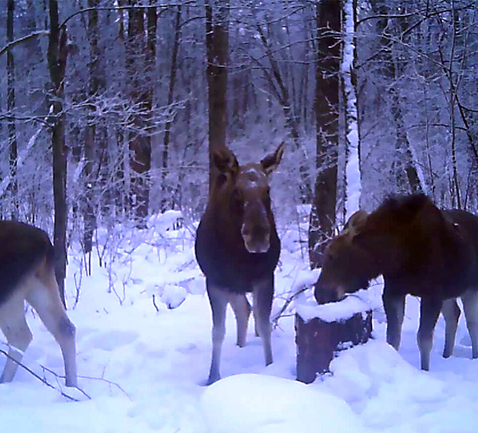 Лоси на кормушке