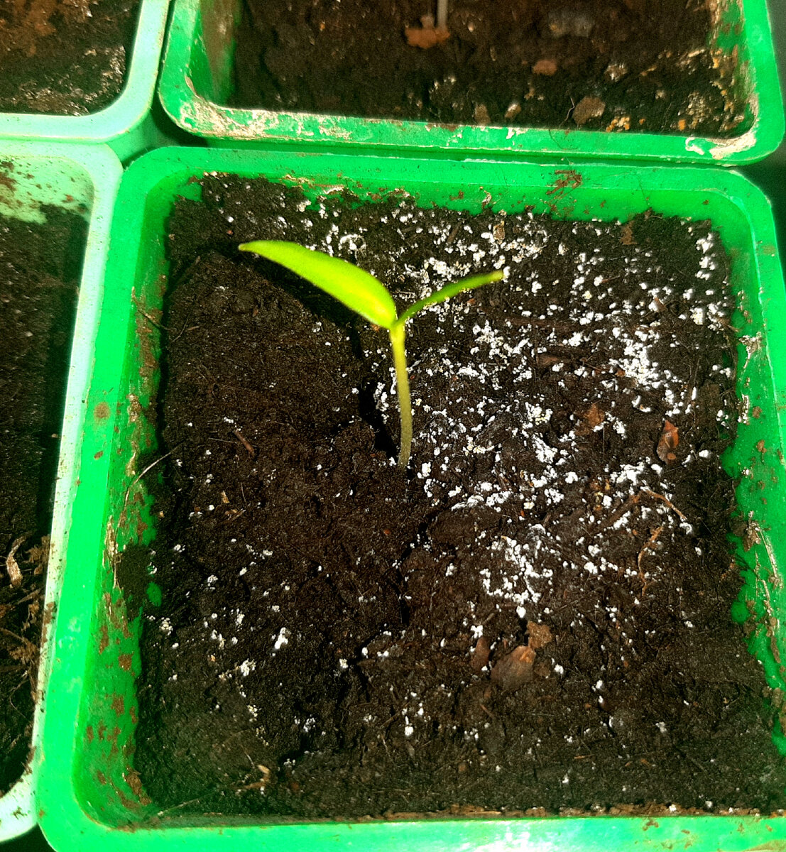 Плесневый грибок, первая стадия - похож на муку. Фото автора. 