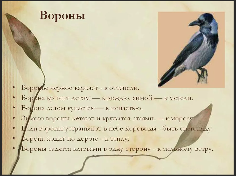 Что значит ворон. Ворон каркает примета. Ворона приметы. Ворона каркает примета. Вороны каркают примета.