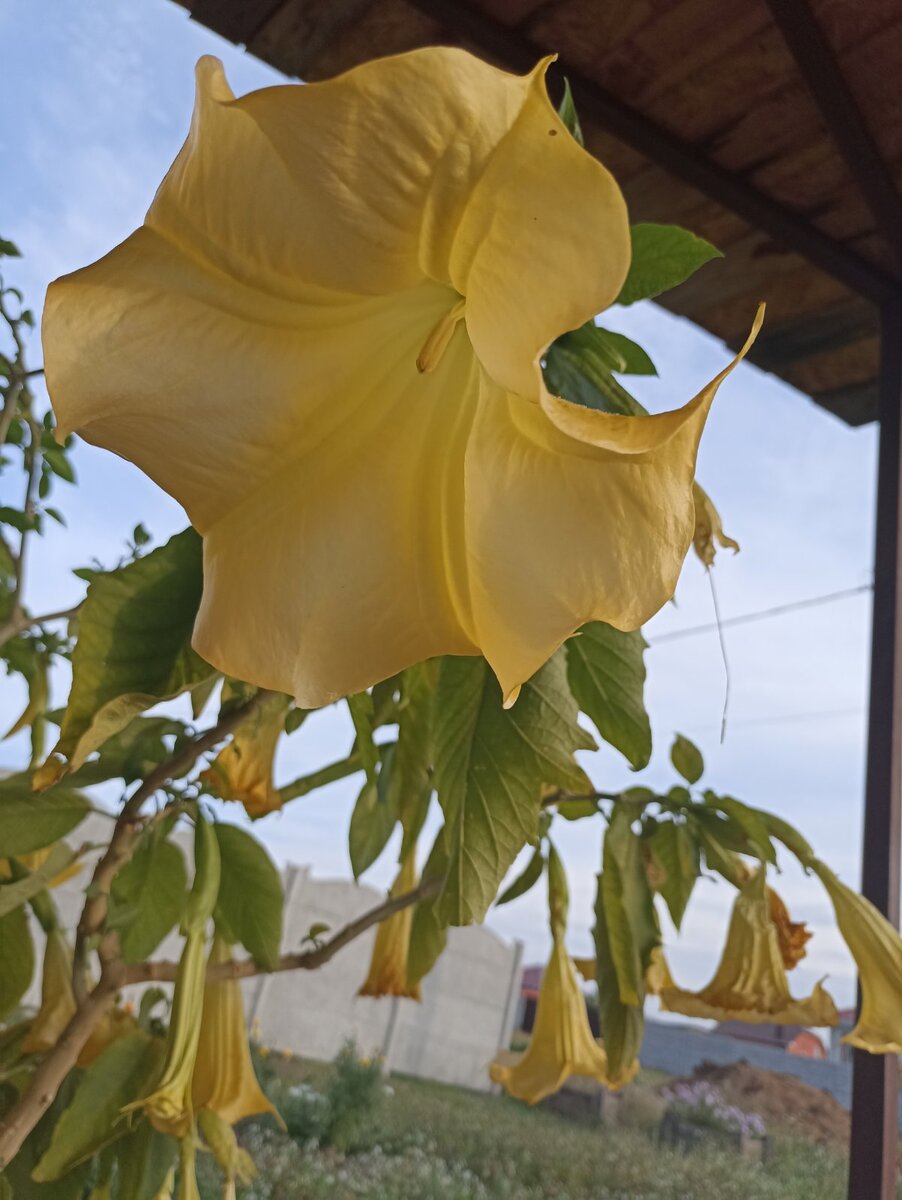 Так выглядит куст, напрочь замученный паутинным клещем