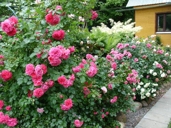  Роза - это один из самых популярных и красивых цветов в мире. Выращивание роз - это удивительный процесс, который требует определенной техники и заботы.
