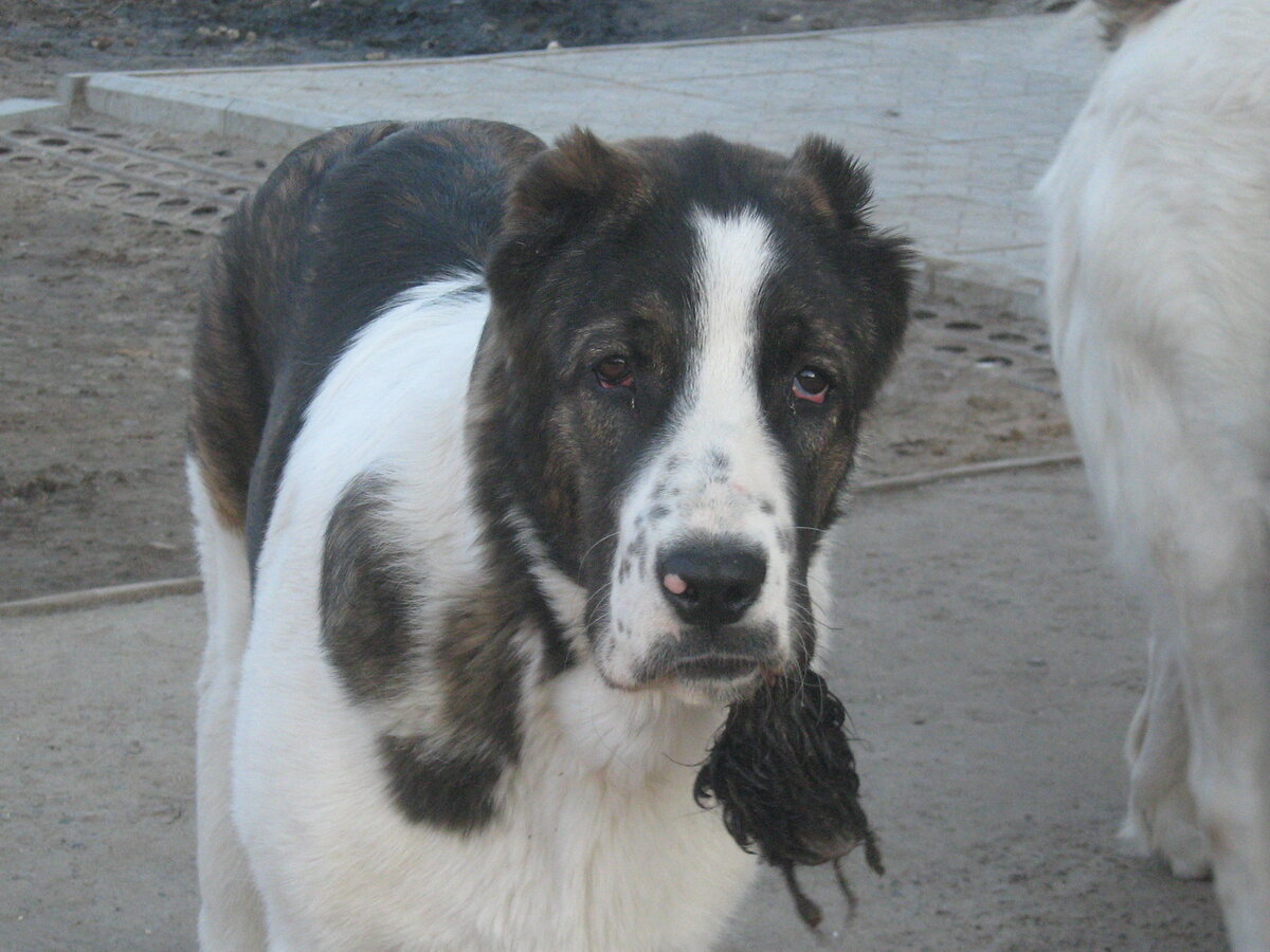 У щенка во рту настоящая овечья шкура. На охоту сходил... в гараж...