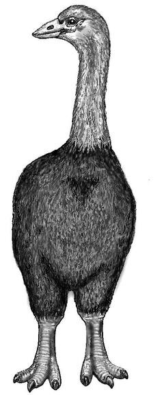    Вероятный вид слоновой птицы. Acrocynus, wikimedia.org