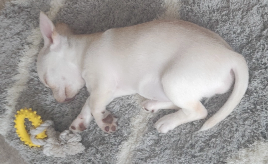 Нагрызлась и спит