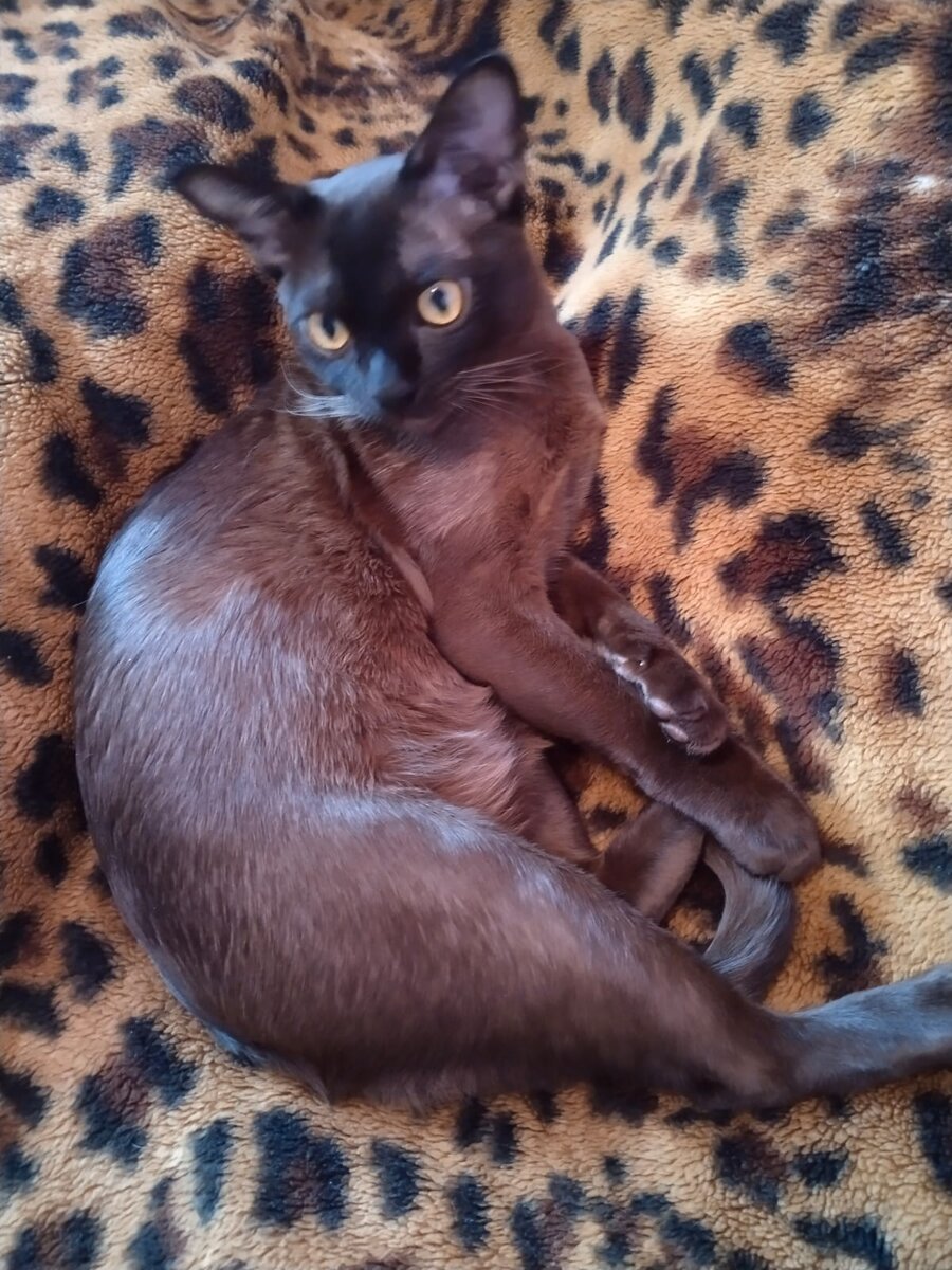 Выпускник нашего питомника Арсюша.