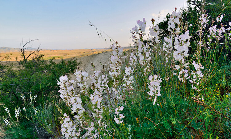 Белые или розоватые цветки эспарцета, собранные в крупные соцветия, похожи на лодочки с парусом 
