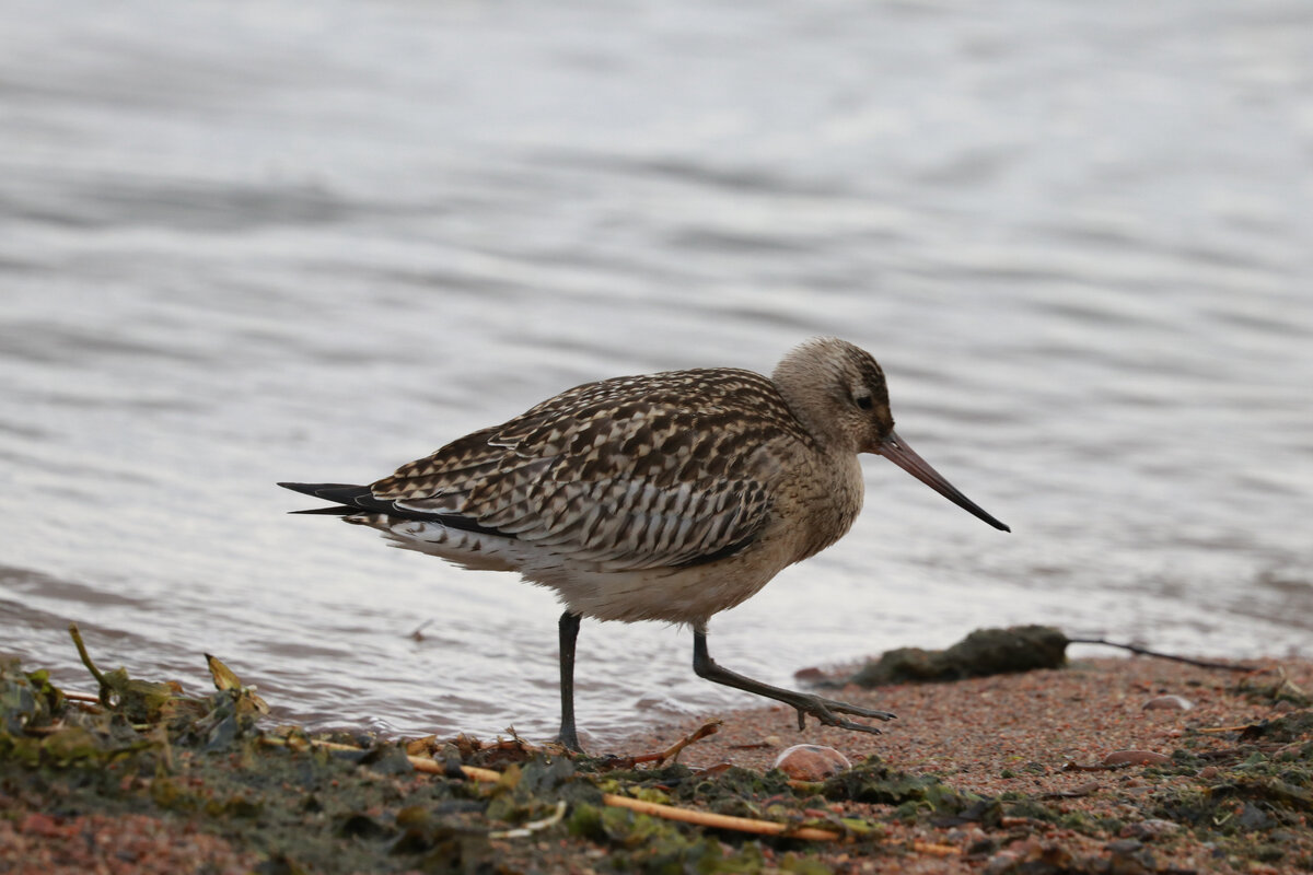 Малый веретенник (лат. Limosa lapponica) — вид птиц из семейства бекасовых (Scolopacidae). Кадры сделаны осенью на берегу Финского залива.  