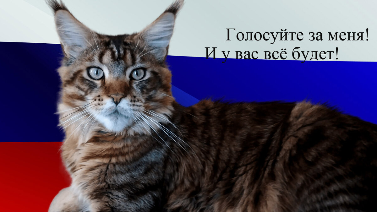 13 историй из жизни Кузи. Или для чего нам в доме коты. | Хозяйка и кот. |  Дзен