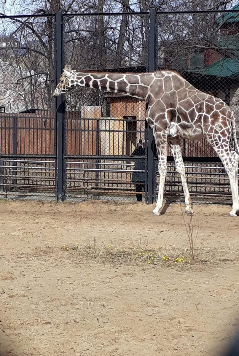 Экскурсия в зоопарк. Орел заповедник орловское полесье. Смешной медведь. Медведица в зоопарке новосибирска. Медведь в зоопарке.