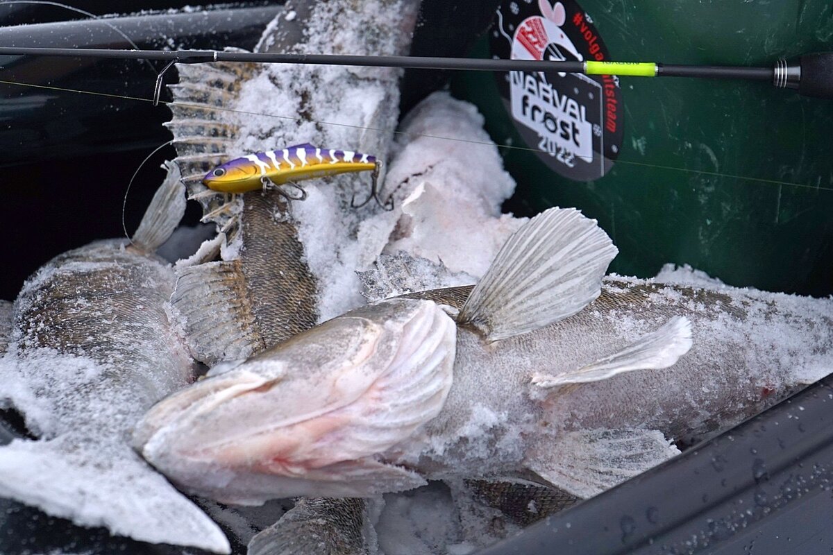 Как уговорить осторожного судака в глухую зимнюю пору? | VolGa Baits TV ...