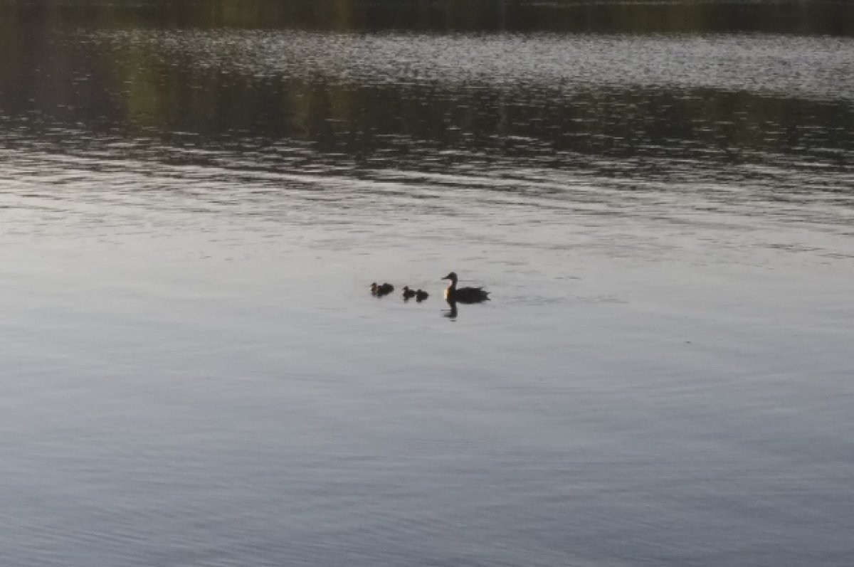    Два человека погибли при падении автомобиля в озеро Гижгит в КБР