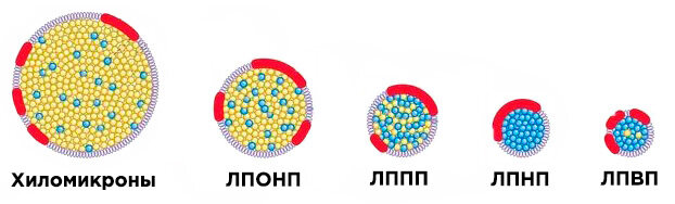 Схема строения хиломикрона