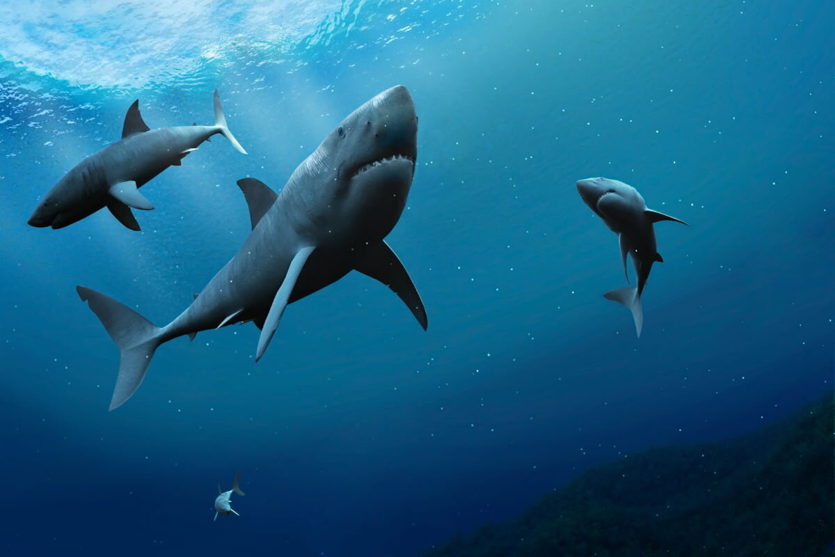 Что пугает акул в Черном море, почему они туда не заплывают