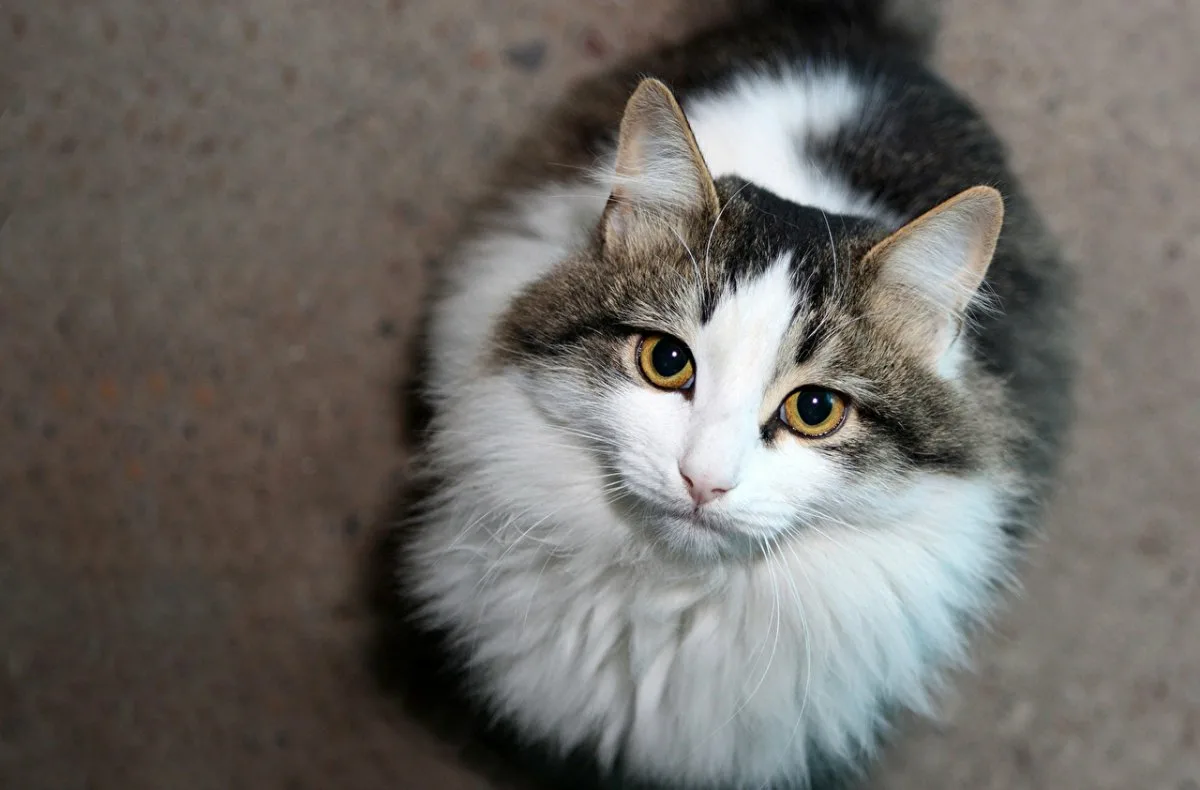 Серобелая Сибирская кошка. Сибирский кот метис. Сибирский кот серо белый. Пушистые беспородные кошки белые. Кошка беспородная голодная