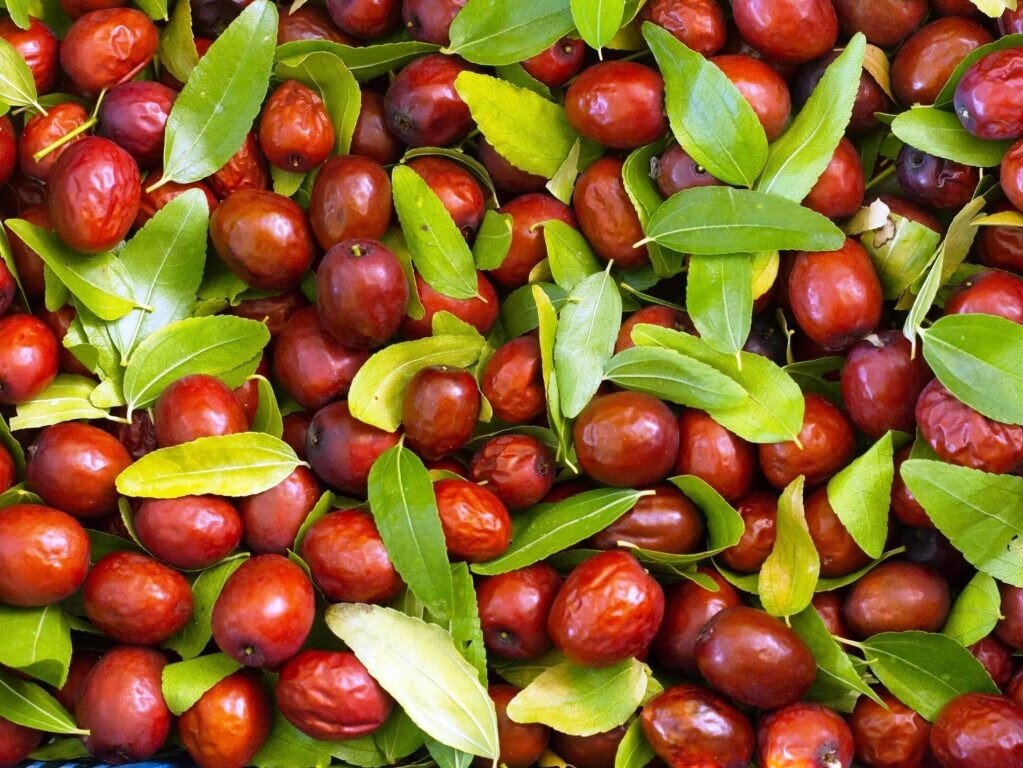 Плоды зизифуса.