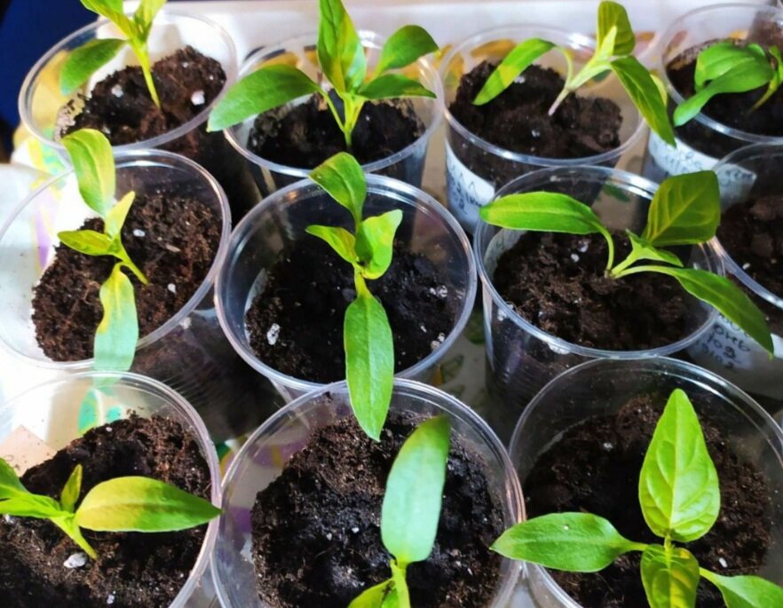 рассада горького перца. рассада перца. перец сладкий на рассаду в 2024. перец сладкий кубышка. рассада перца всходы.