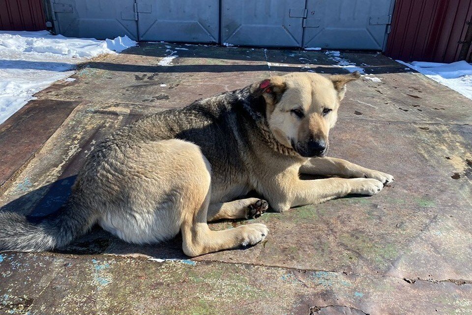     Проблема с нападениями бродячих псов на людей до сих пор актуальна Екатерина ЛЕСКОВА