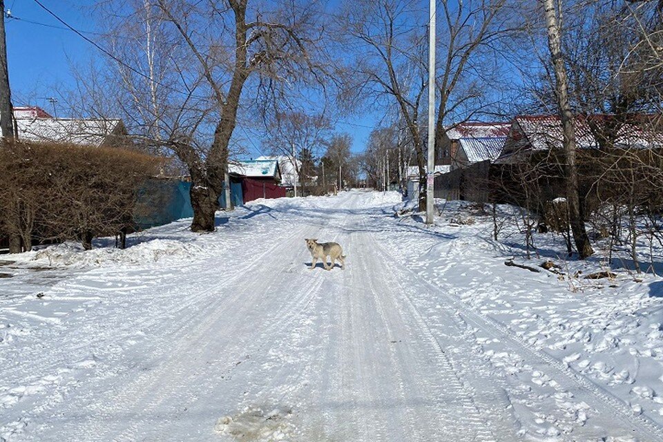    На улице Заветной собаки гуляют и днем, и ночью Екатерина ЛЕСКОВА