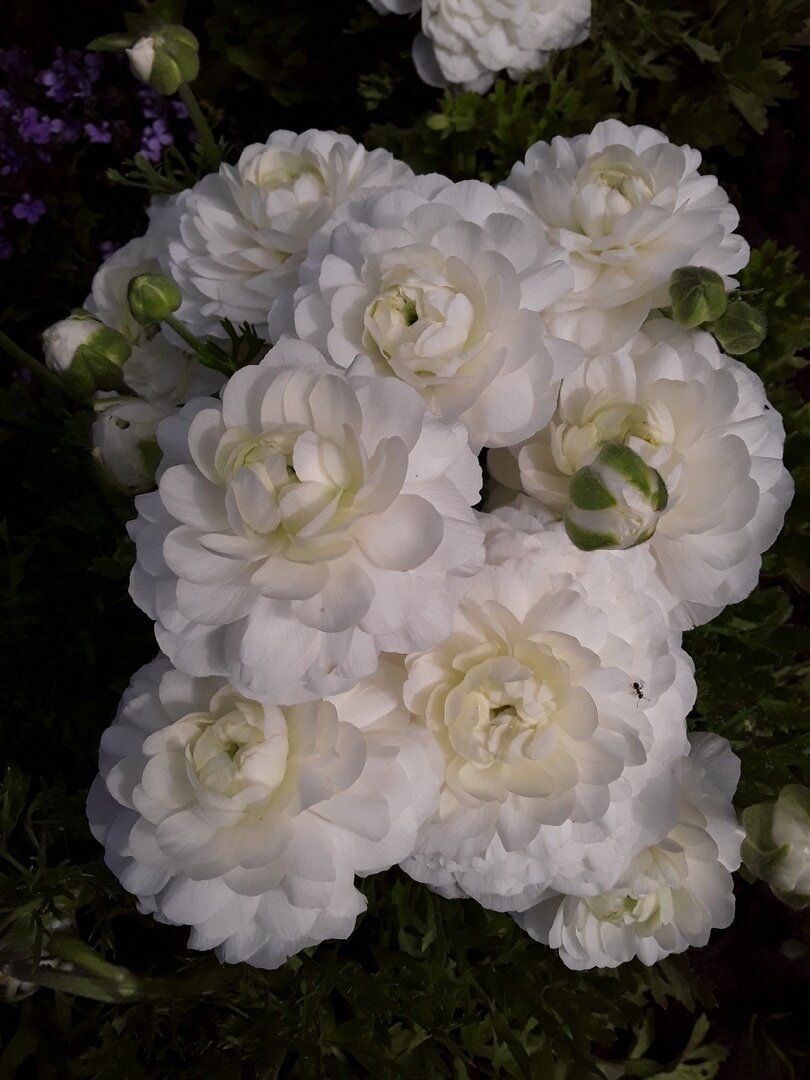 Ранункулюс, сорт White