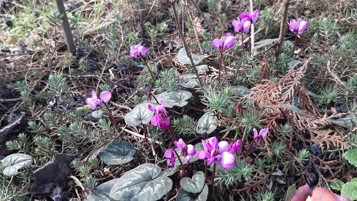 Необычные одиночные цветки на высоких цветоножках, отдалённо напоминающие цветы иудиного дерева, с темно-зелёными сердцевидными листьями, будто покрытыми инеем. 