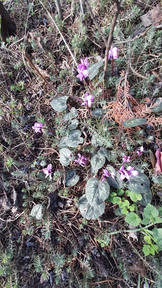 У цикламена косского (лат. Cyclamen coum) есть подвид Цикламен кавказский (лат. Cyclamen coum caucasicum) - эндемик, растущий только вокруг Кавказских гор. 