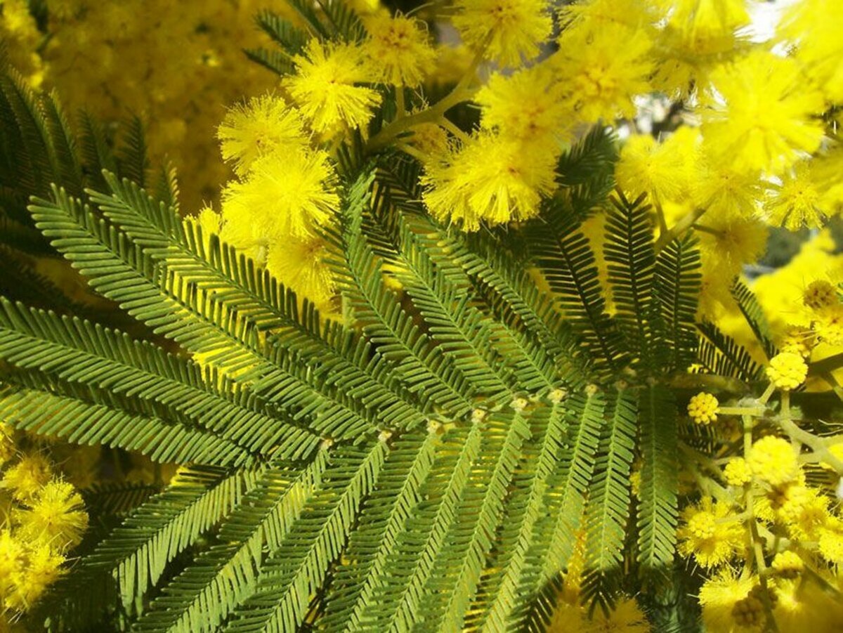 Как выглядит мимоза фото. Акация dealbata. Мимоза Acacia dealbata. Акация серебристая Мимоза. Акация Альбиция ( Мимоза ).