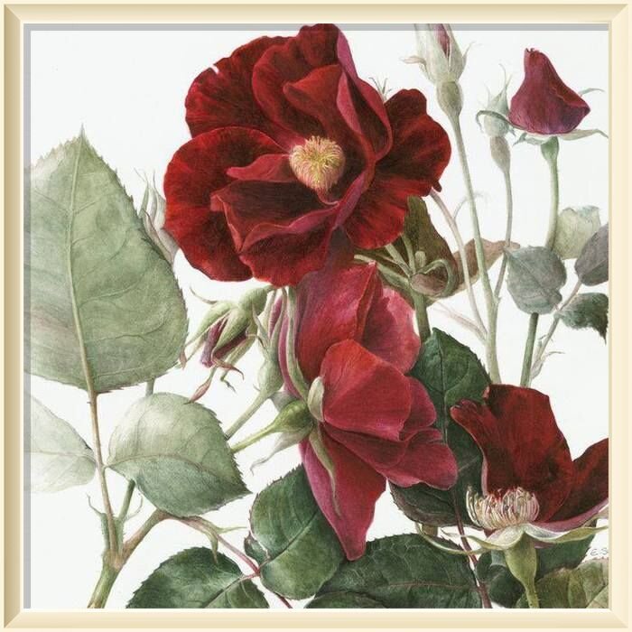 22. � Elaine Searle Rosa �Dusky Maiden� cv  Watercolour on paper, 2012