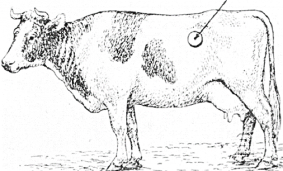 Техника прокола рубца троакаром крс. Пальпация грудной клетки у животных. Газовая тимпания рубца крс. Травматический перикардит у крс. Тимпания рубца прокол троакаром.