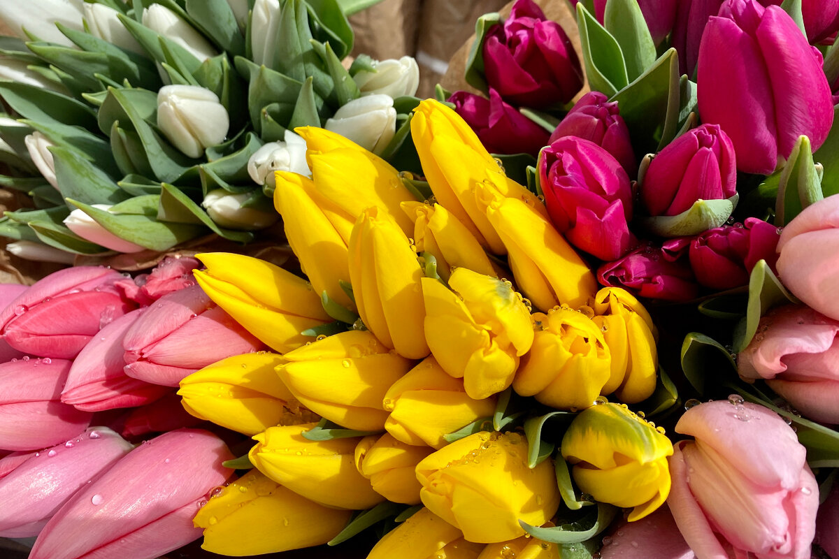 Тюльпаны на прилавках уличных торговцев