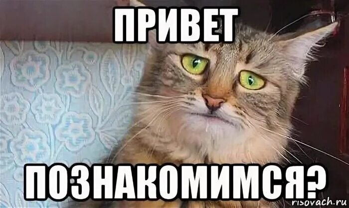 Ну давай мем кот