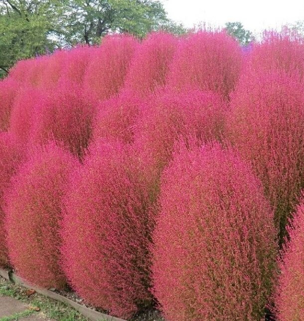 Кохия, если верить интернету-  то такая осенью будет.