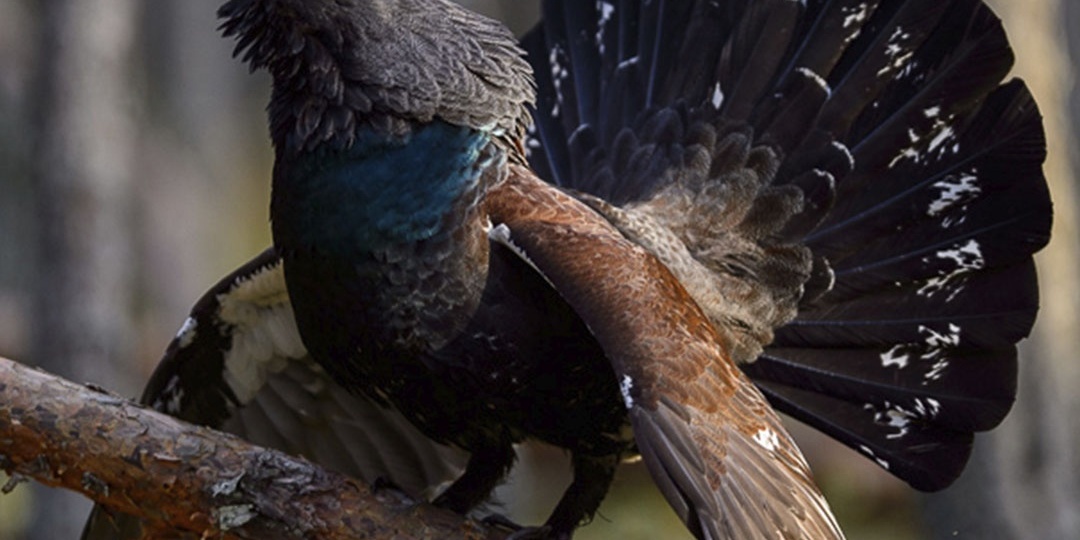 7 интересных фактов про глухаря.