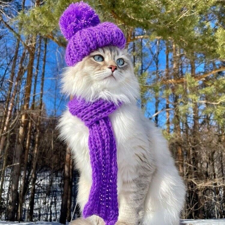 иллюстрация из яндекс картинки.