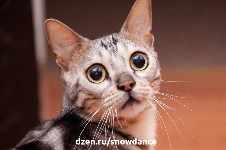На какие проблемы могут указывать расширенные зрачки у кошки? | КотоВедение  | Дзен