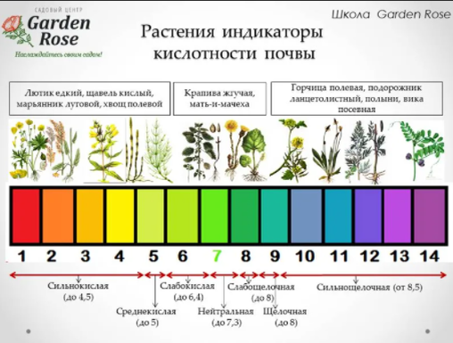 Растения индикаторы кислотности почвы. Фото из открытого источника
