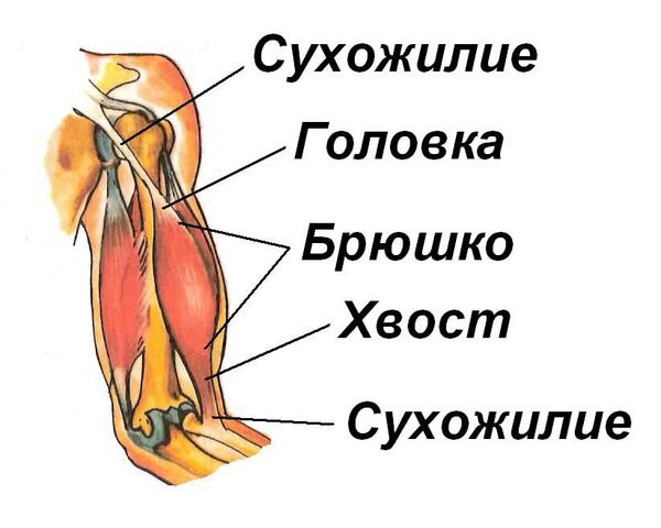 Сухожилия на теле человека схема