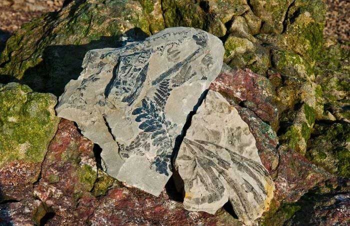 
Древние папоротники сохранились в скалах, выброшенных на берег в заливе Фанди. Бассейн протяженностью 170 миль в Нью-Брансуике и Новой Шотландии содержит одно из самых богатых месторождений ископаемых в Западном полушарии.