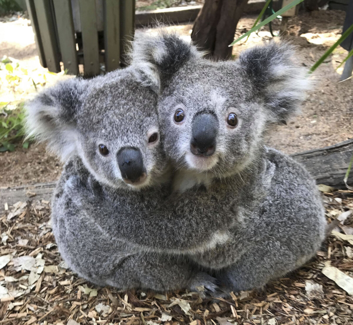 Коала фото для детей