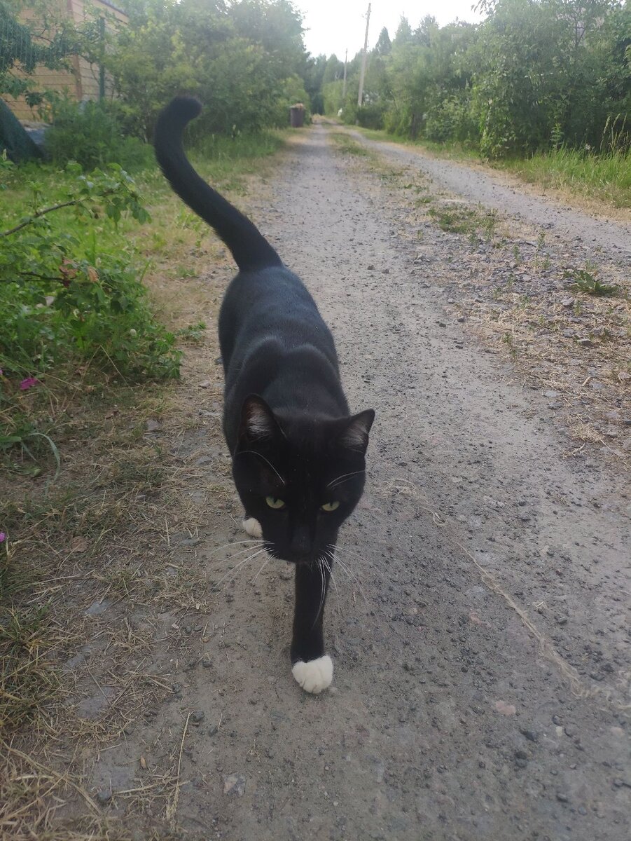 Черныш!😺Друг Сёмин!