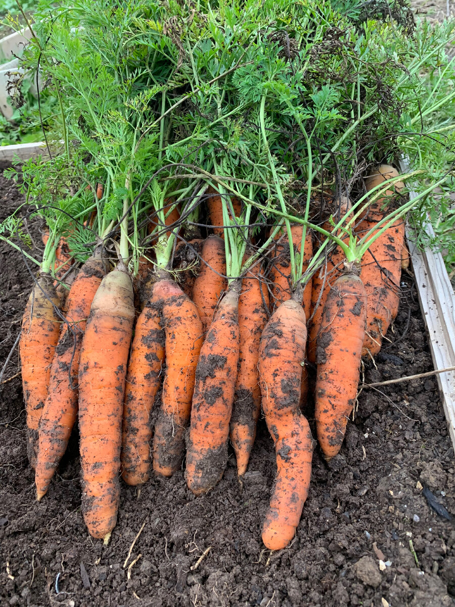 Часть моего урожая прошлого сезона 