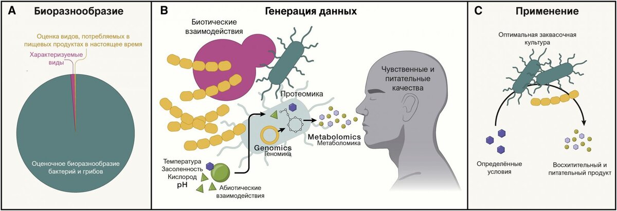Рисунок 1. Использование биоразнообразия и лучшего понимания микробной ферментации для разработки заквасочных культур и научно обоснованных процессов ферментации.