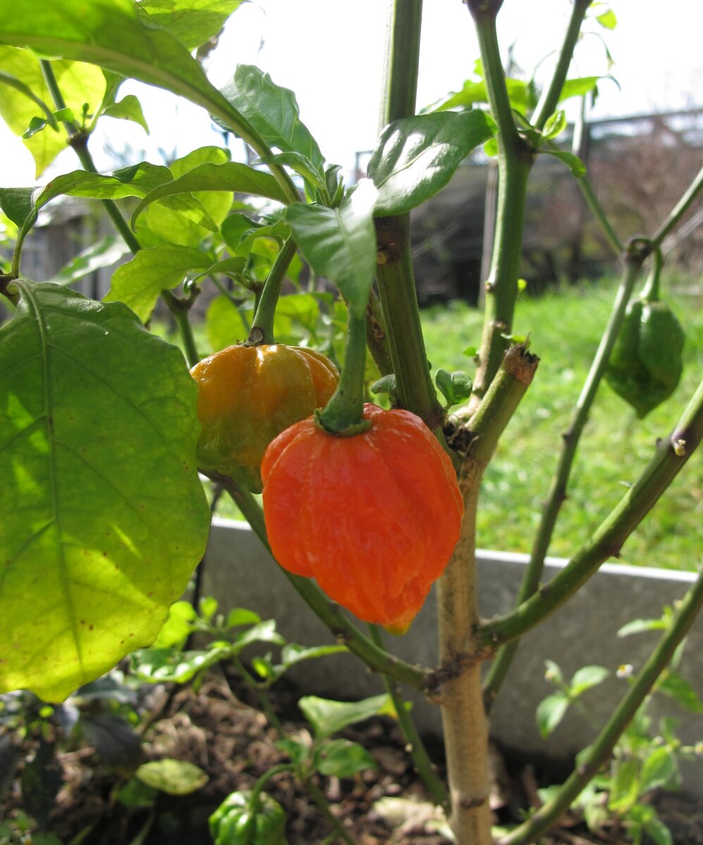 Перец острый. Страшно острый!