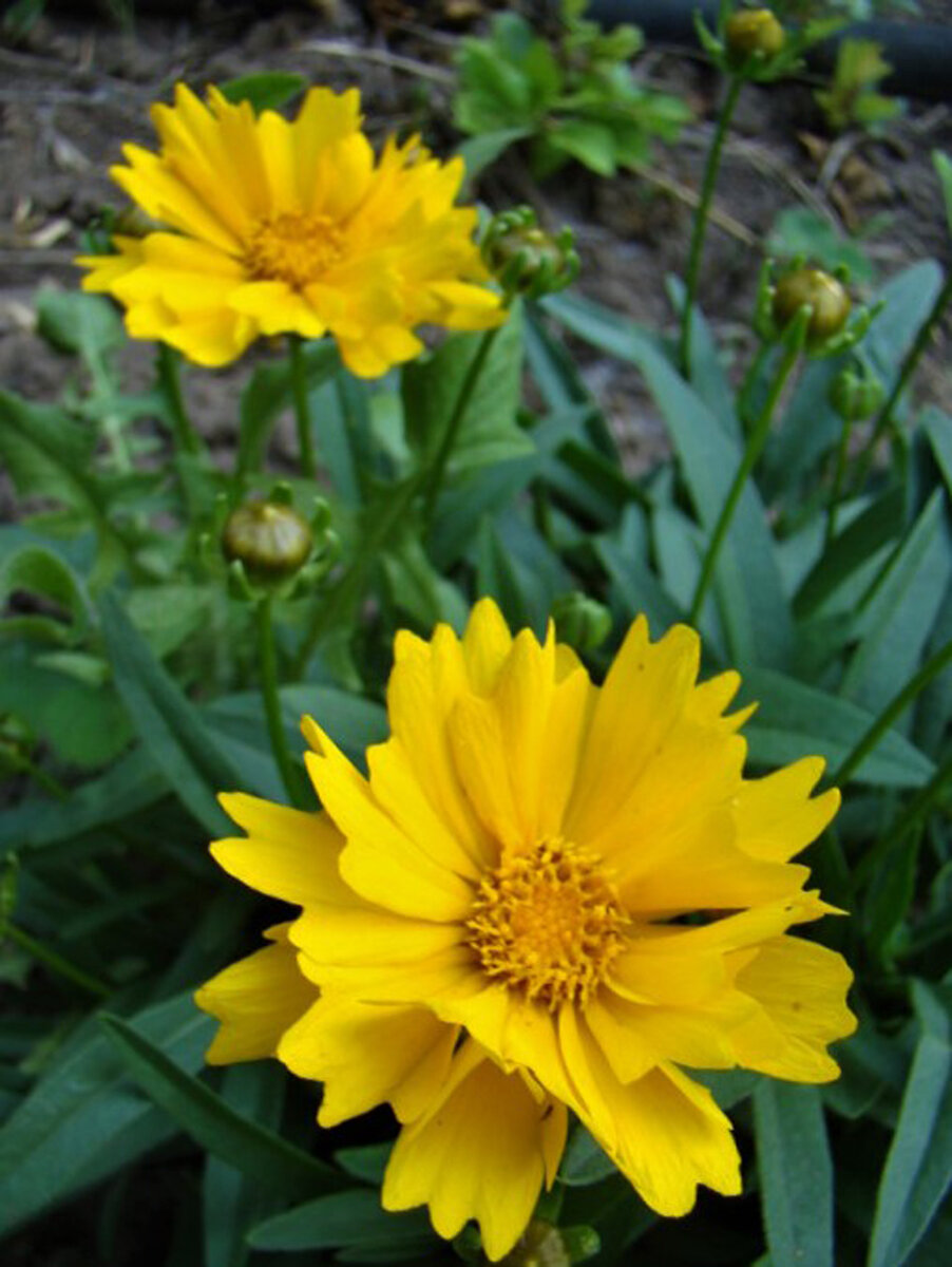 Кореопсис Coreopsis Ruby Frost