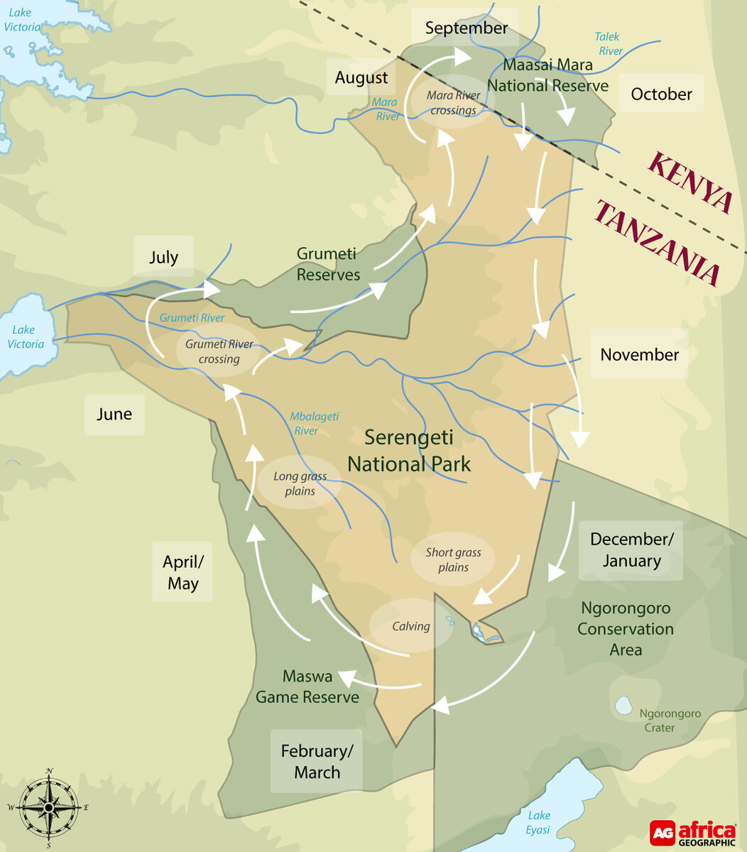 Схема национального парка Серенгети в Танзании. Национальный парк Серенгети миграция. Национальный парк Танзании Серенгети карта.